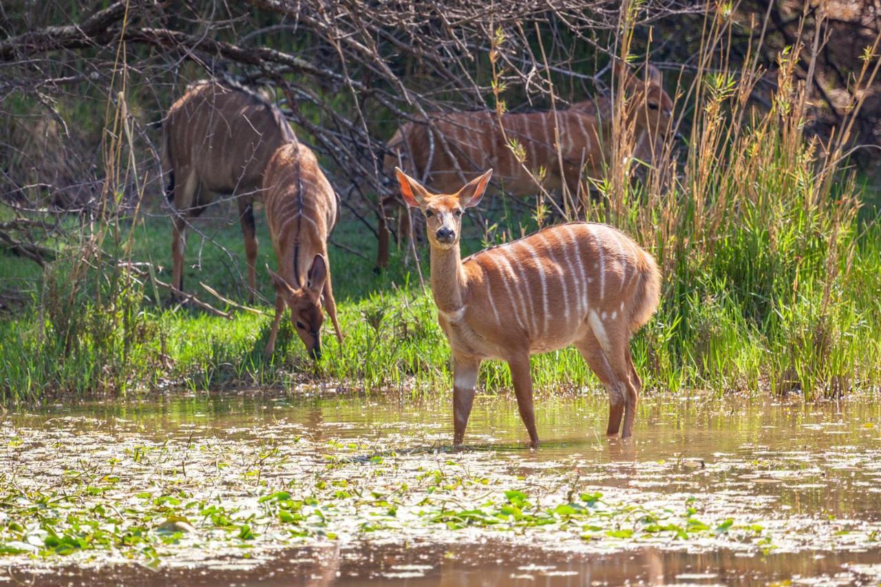 Lejwe La Metsi Private Reserve Bela-Bela Kültér fotó